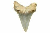 Serrated Angustidens Tooth - Megalodon Ancestor #370063-1